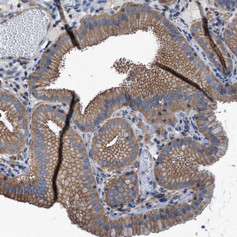 Immunohistochemistry TMEM261 Antibody - BSA Free