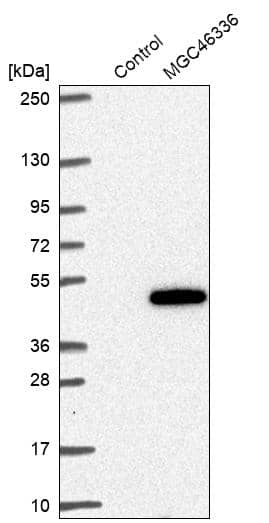 Analysis in control (vector only transfected HEK293T lysate) and LY403727 over-expression lysate (Co-expressed with a C-terminal myc-DDK tag (~3.1 kDa) in mammalian HEK293T cells).