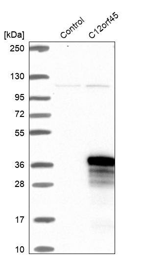 Western Blot C12orf45 Antibody - BSA Free