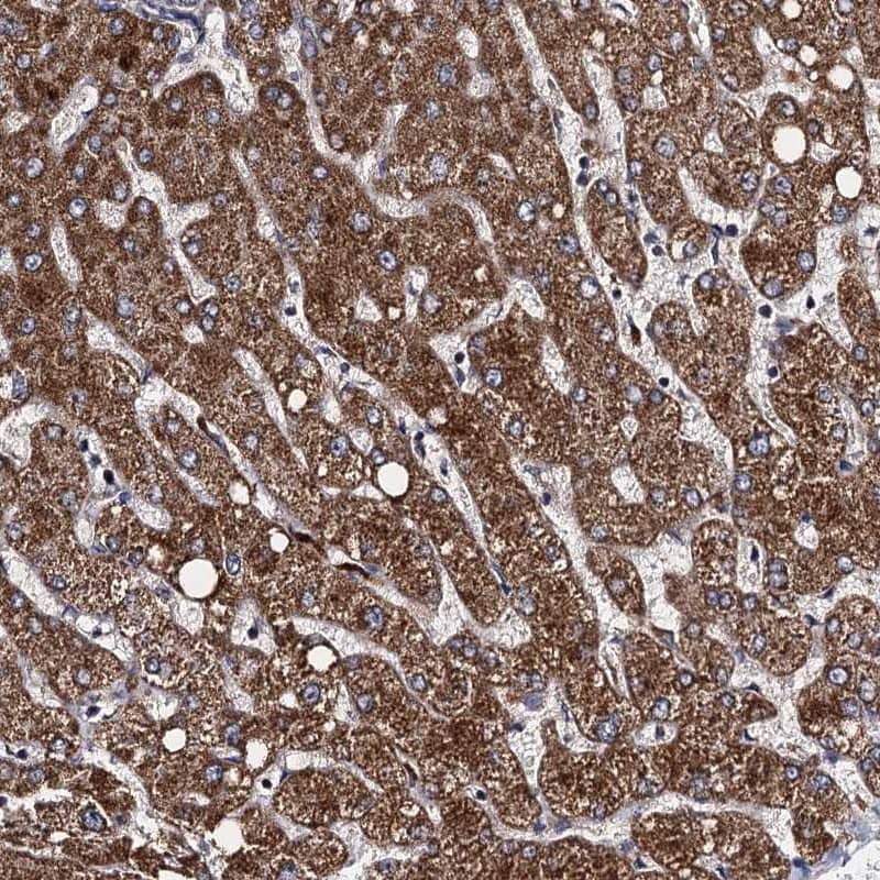 Immunohistochemistry-Paraffin VPS37D Antibody - BSA Free