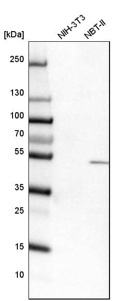 Analysis in mouse cell line NIH-3T3 and rat cell line NBT-II.