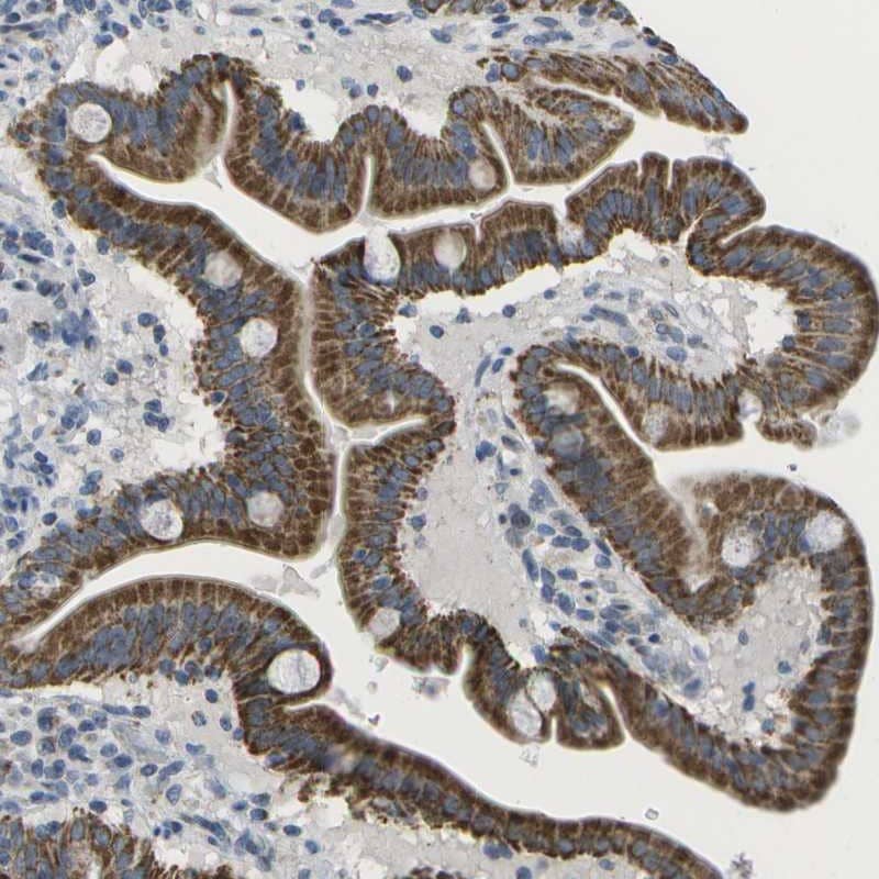 Staining of human duodenum shows cytoplasmic positivity in glandular cells.