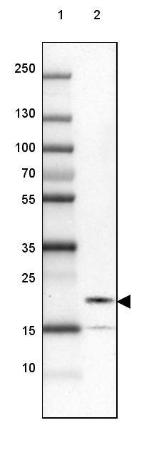 Western Blot FAM100B Antibody - BSA Free