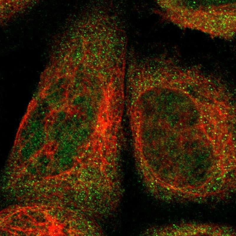 Immunocytochemistry/ Immunofluorescence FAM213B Antibody - BSA Free
