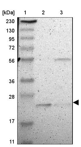 Western Blot FAM213B Antibody - BSA Free
