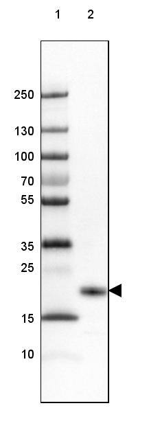 Western Blot FAM213B Antibody - BSA Free