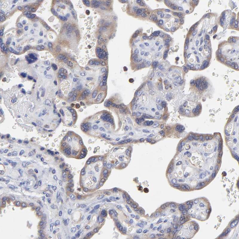 Staining of human placenta shows moderate cytoplasmic positivity in a subset of leukocytes.