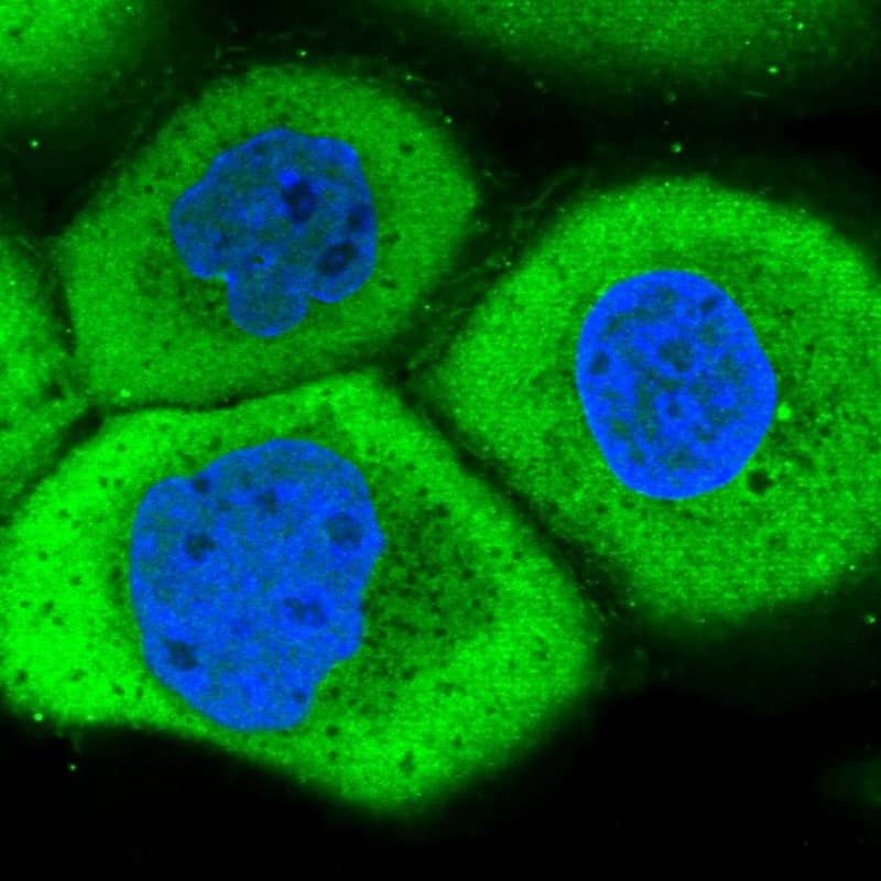 Immunocytochemistry/ Immunofluorescence LRRC45 Antibody - BSA Free