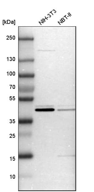 Analysis in mouse cell line NIH-3T3 and rat cell line NBT-II.