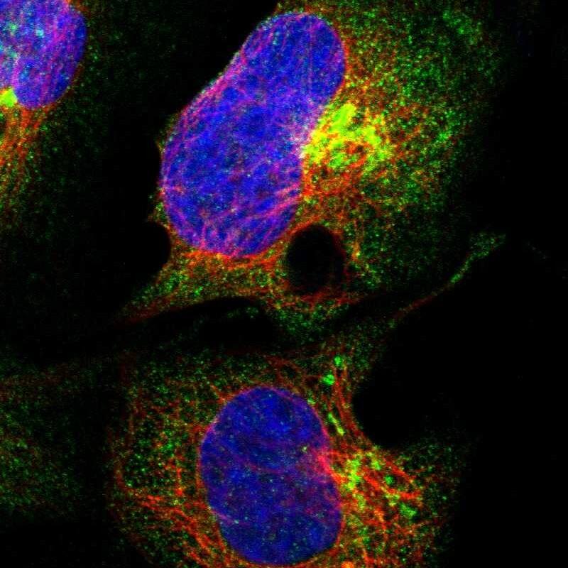 Immunocytochemistry/ Immunofluorescence ANKRD40 Antibody - BSA Free
