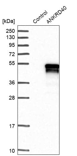 Analysis in control (vector only transfected HEK293T lysate) and ANKRD40 over-expression lysate (Co-expressed with a C-terminal myc-DDK tag (~3.1 kDa) in mammalian HEK293T cells).