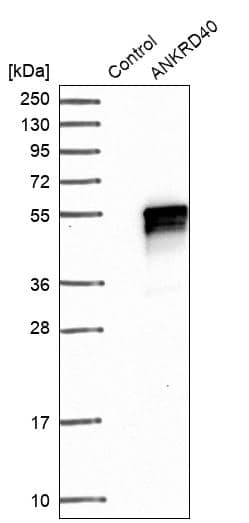 Analysis in control (vector only transfected HEK293T lysate) and ANKRD40 over-expression lysate (Co-expressed with a C-terminal myc-DDK tag (~3.1 kDa) in mammalian HEK293T cells).