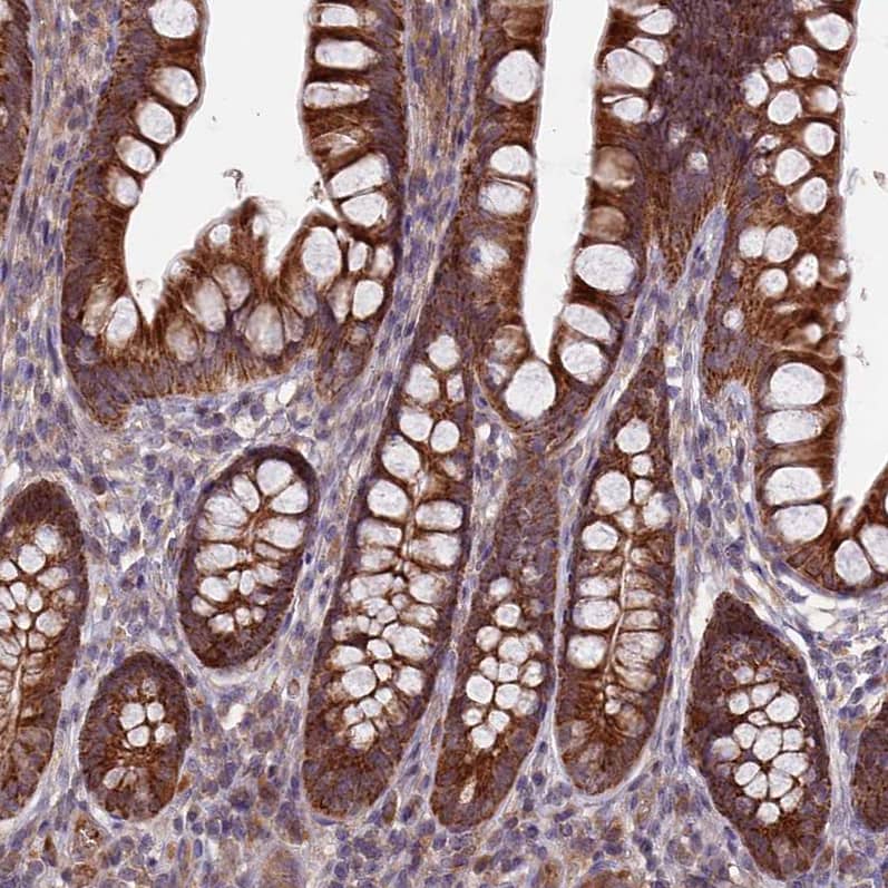 Staining of human small intestine shows strong cytoplasmic positivity in glandular cells.