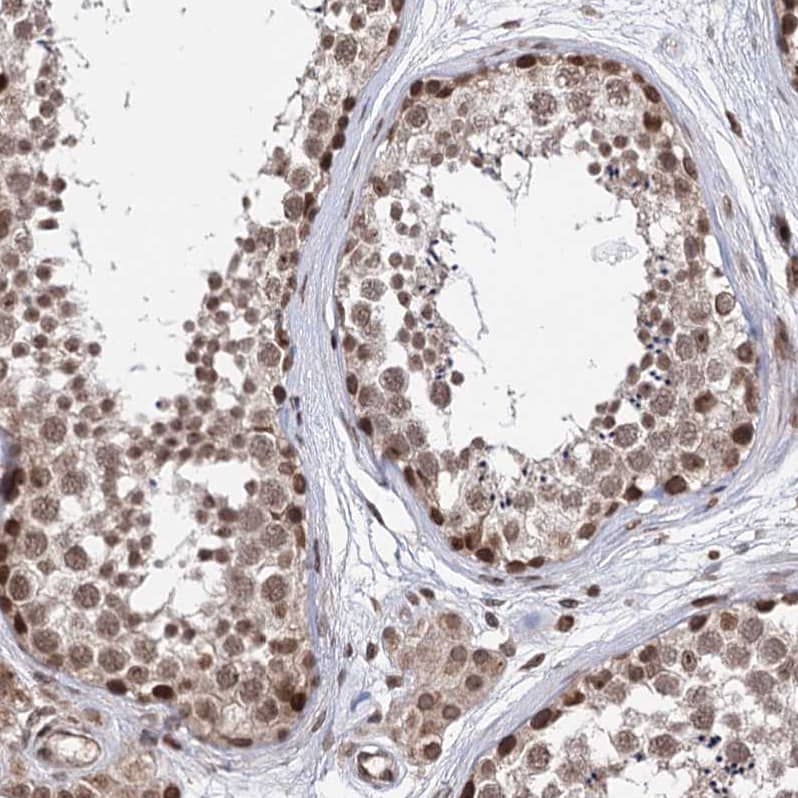 Staining of human testis shows moderate nuclear and cytoplasmic positivity in cells in seminiferous ducts.
