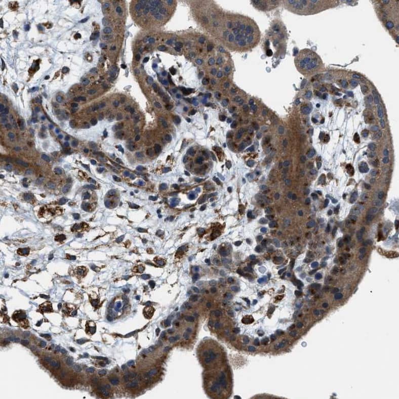 Staining of human placenta shows  positivity in trophoblastic cells.