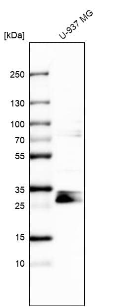 Analysis in human cell line U-937 MG.