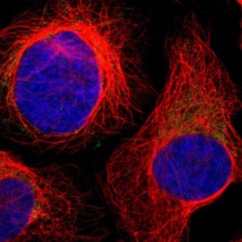 Staining of human cell line U-2 OS shows localization to mitochondria.