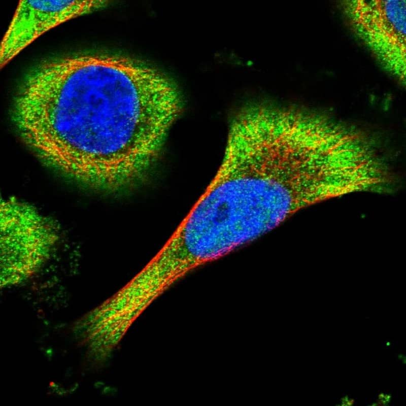 Immunocytochemistry/ Immunofluorescence Inhibitory Synaptic Factor 1 Antibody - BSA Free