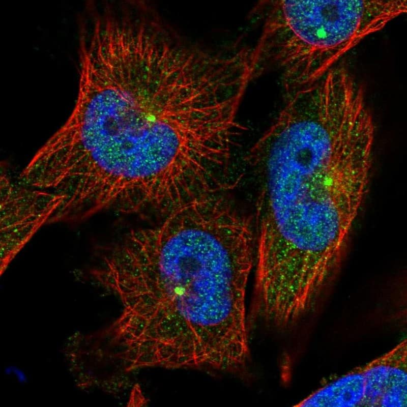 Staining of human cell line U-251 MG shows positivity in centrosome & nucleus but excluded from the nucleoli.