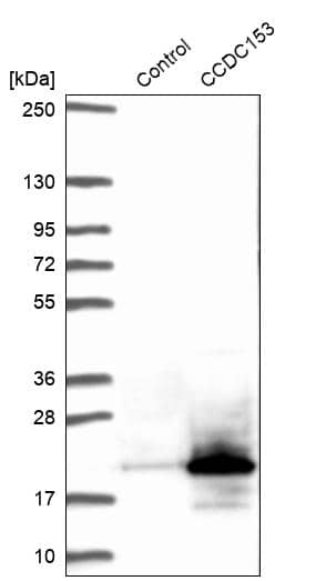 Analysis in control (vector only transfected HEK293T lysate) and CCDC153 over-expression lysate (Co-expressed with a C-terminal myc-DDK tag (~3.1 kDa) in mammalian HEK293T cells).