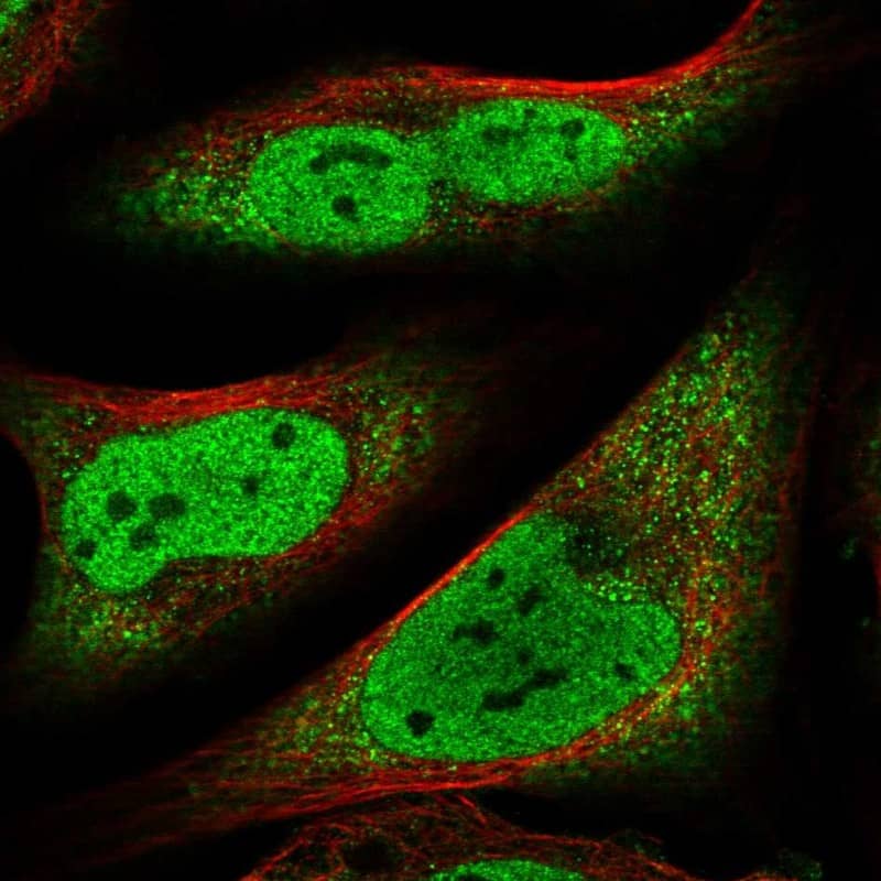 Staining of human cell line U-2 OS shows localization to nucleoplasm & cytosol.