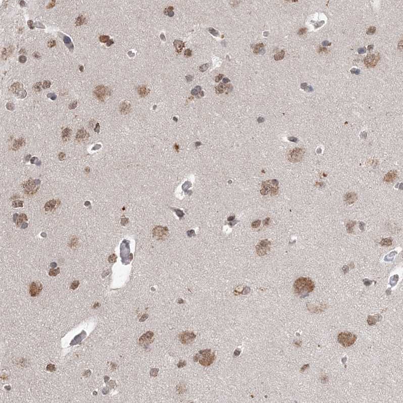 Staining of human Cerebral cortex shows moderate nuclear and cytoplasmic positivity in neuronal and glial cells.