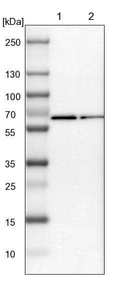 Lane 1: NIH-3T3 cell lysate (Mouse embryonic fibroblast cells)Lane 2: NBT-II cell lysate (Rat Wistar bladder tumour cells)