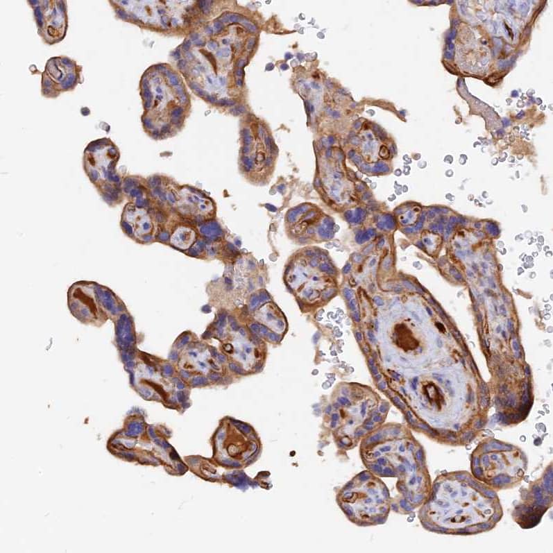 Staining of human placenta shows strong cytoplasmic positivity in trophoblastic cells.