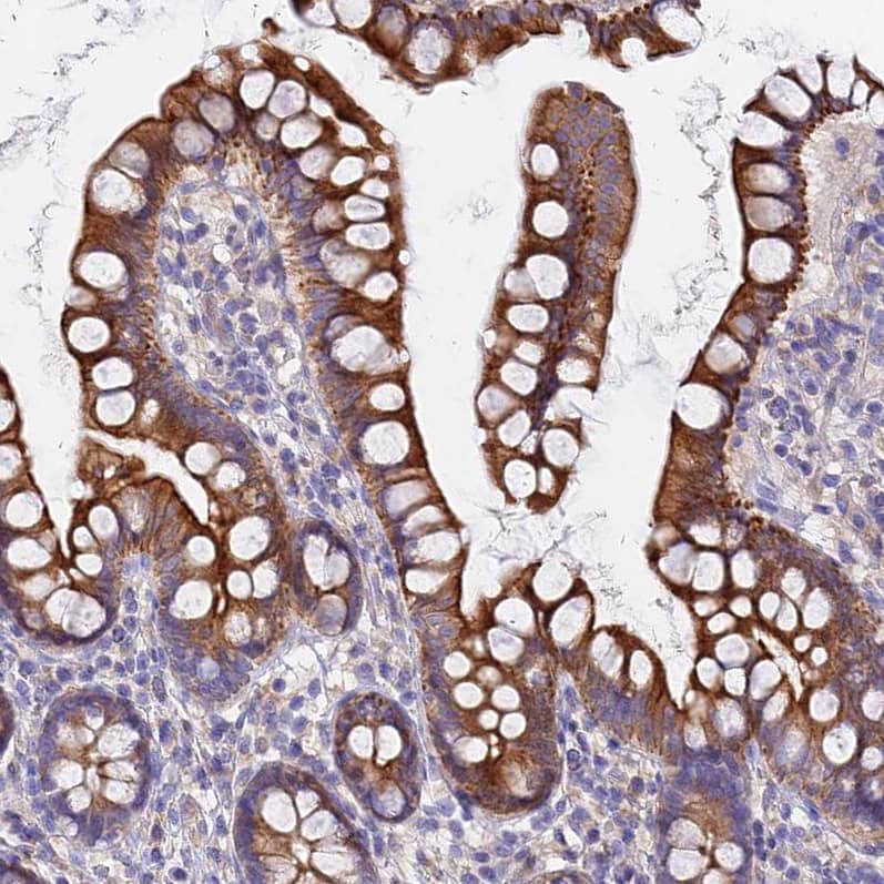 Staining of human small intestine shows strong cytoplasmic positivity in glandular cells.