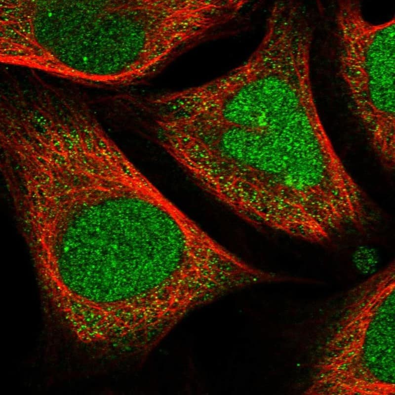 Staining of human cell line U-2 OS shows localization to nucleus, nucleoli & cytosol.