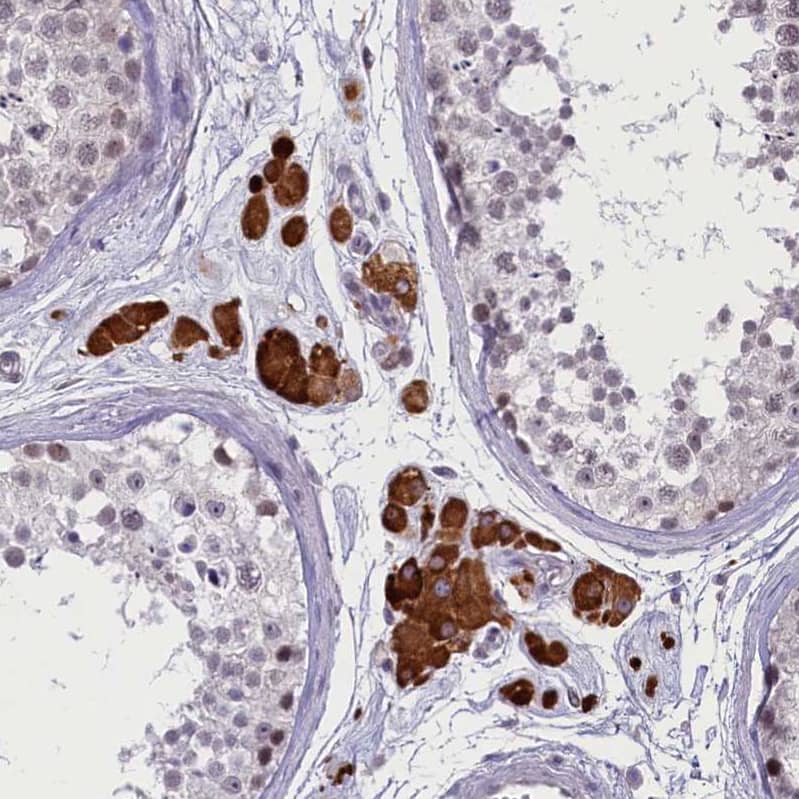 Staining of human testis shows strong cytoplasmic positivity in Leydig cells.