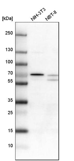 Analysis in mouse cell line NIH-3T3 and rat cell line NBT-II.