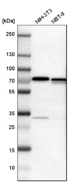 Western Blot LRRC47 Antibody - BSA Free
