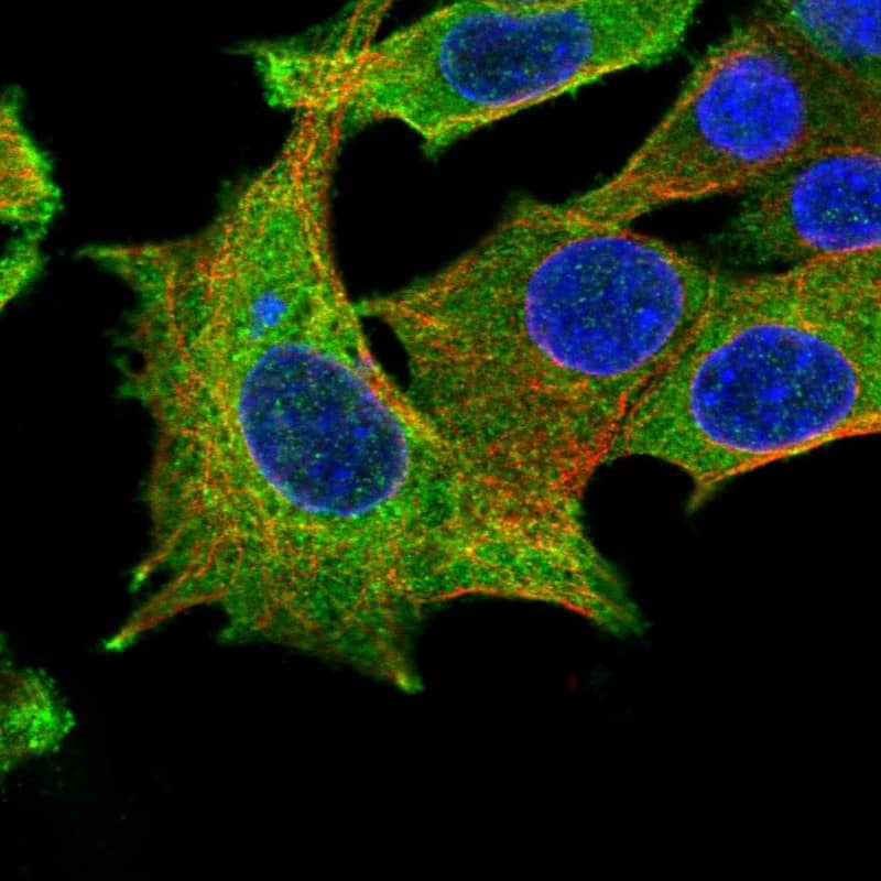 Staining of human cell line Hep G2 shows localization to plasma membrane & cytosol.
