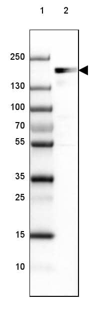 Western Blot EHBP1 Antibody - BSA Free