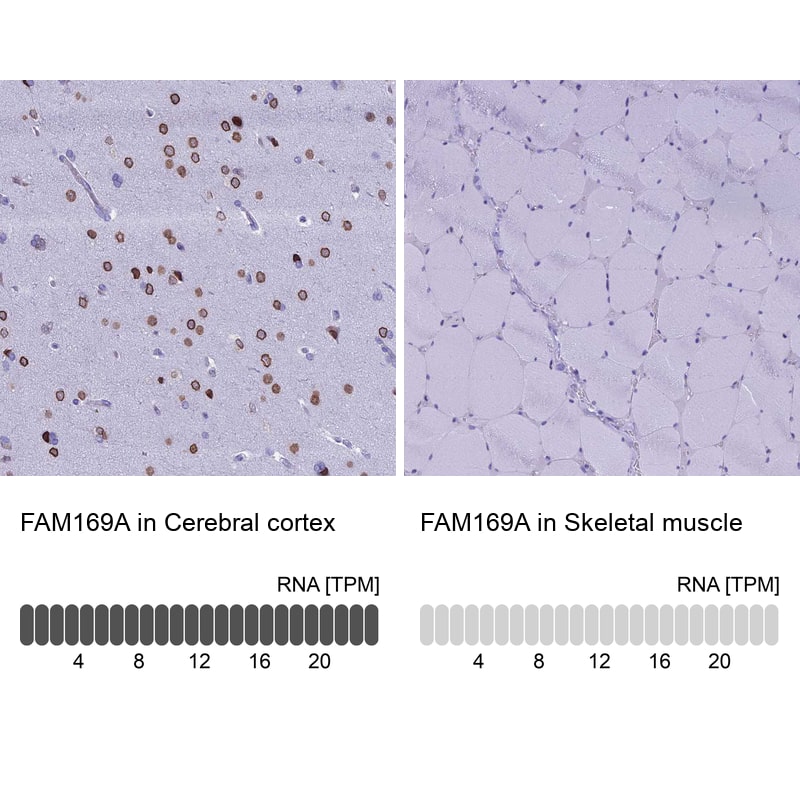 Analysis in human cerebral cortex and skeletal muscle tissues using NBP1-93616 antibody. Corresponding FAM169A RNA-seq data are presented for the same tissues.