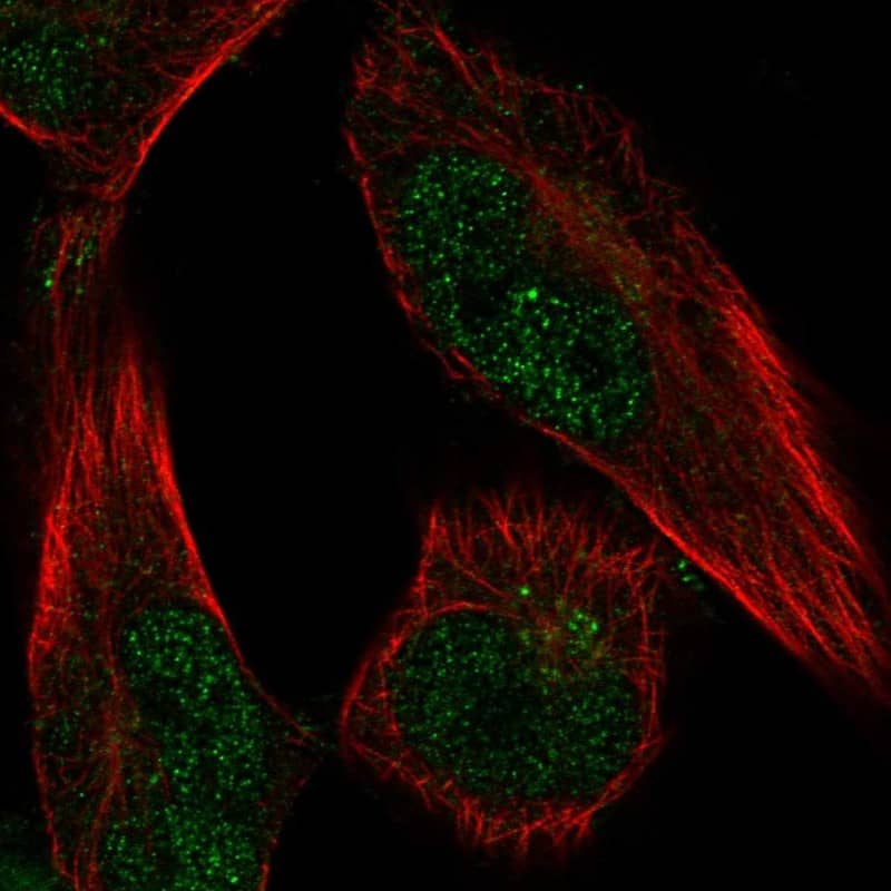 Immunocytochemistry/ Immunofluorescence FAM189A1 Antibody - BSA Free
