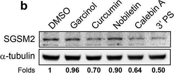 Natural compounds inhibited SGSM2 protein expression and decreased NNK-induced cell-matrix adhesion. (a) Determination of SGSM2 mRNA levels after treatment with 10 μM of several natural compounds (curcumin, garcinol, and calebin A) for 24 hours (b) Determination of the SGSM2 protein levels after treatment with 10 μM of various natural compounds (garcinol, curcumin, nobiletin, calebin A, and 3’ PS) for 24 hours; DMSO was the solvent control. The mean density of SGSM2 protein level in each cell line was normalized to  alpha -tubulin, and the values were compared with DMSO. (c) Differences in T47D cell adhesion abilities were investigated by treatment with two (calebin A and 3’ PS; 10 μM) natural compounds combined with or without NNK (100 nM). (d) SGSM2 proteins were dose-dependently decreased by treatment with calebin A (0, 0.1, 1, and 10 μM) for 24 hours. (e) NNK (100 nM)-induced cell adhesion abilities were significantly inhibited by cotreatment with 1 and 10 μM calebin A. For adhesion experiments, 1 μg/ml fibronectin was coated onto the dish.  alpha -Tubulin was the internal control. P-values were determined with Student’s t-test; *P  3). Image collected and cropped by CiteAb from the following open publication (//pubmed.ncbi.nlm.nih.gov/30744493), licensed under a CC-BY license. Not internally tested by Novus Biologicals.