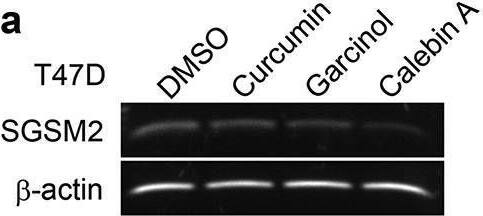 Natural compounds inhibited SGSM2 protein expression and decreased NNK-induced cell-matrix adhesion. (a) Determination of SGSM2 mRNA levels after treatment with 10 μM of several natural compounds (curcumin, garcinol, and calebin A) for 24 hours (b) Determination of the SGSM2 protein levels after treatment with 10 μM of various natural compounds (garcinol, curcumin, nobiletin, calebin A, and 3’ PS) for 24 hours; DMSO was the solvent control. The mean density of SGSM2 protein level in each cell line was normalized to  alpha -tubulin, and the values were compared with DMSO. (c) Differences in T47D cell adhesion abilities were investigated by treatment with two (calebin A and 3’ PS; 10 μM) natural compounds combined with or without NNK (100 nM). (d) SGSM2 proteins were dose-dependently decreased by treatment with calebin A (0, 0.1, 1, and 10 μM) for 24 hours. (e) NNK (100 nM)-induced cell adhesion abilities were significantly inhibited by cotreatment with 1 and 10 μM calebin A. For adhesion experiments, 1 μg/ml fibronectin was coated onto the dish.  alpha -Tubulin was the internal control. P-values were determined with Student’s t-test; *P  3). Image collected and cropped by CiteAb from the following open publication (//pubmed.ncbi.nlm.nih.gov/30744493), licensed under a CC-BY license. Not internally tested by Novus Biologicals.