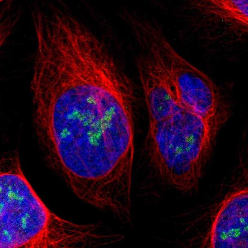Immunocytochemistry/ Immunofluorescence URB2 Antibody - BSA Free