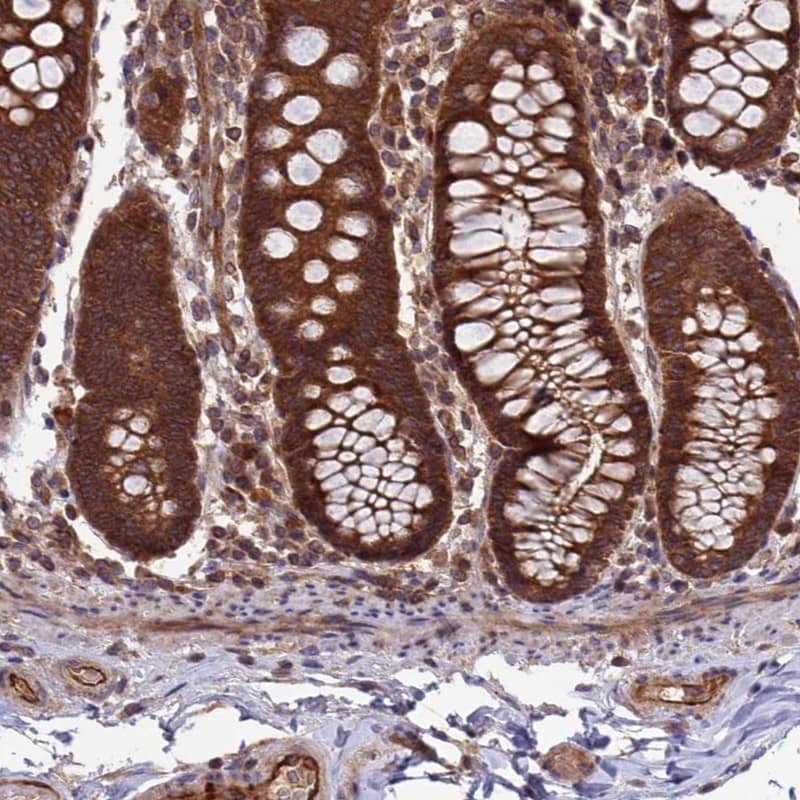 Staining of human colon shows strong cytoplasmic positivity in glandular cells.