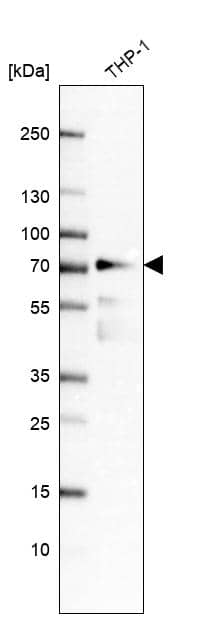 Analysis in human cell line THP-1.
