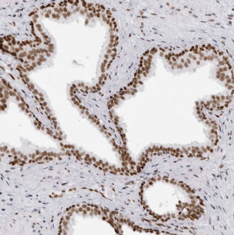 Staining of human prostate shows strong nuclear positivity in glandular cells.