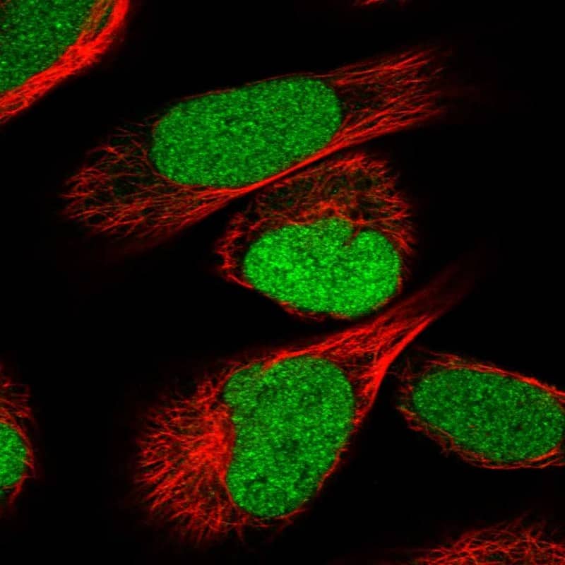Staining of human cell line U-2 OS shows localization to nucleus.
