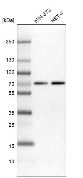 Analysis in mouse cell line NIH-3T3 and rat cell line NBT-II.