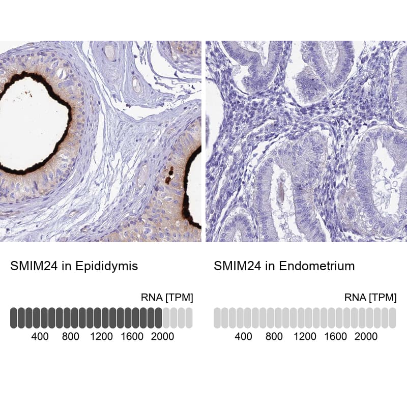 Analysis in human epididymis and endometrium tissues using Anti-SMIM24 antibody. Corresponding SMIM24 RNA-seq data are presented for the same tissues.