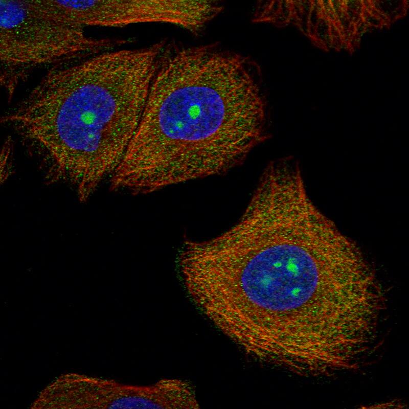 Staining of human cell line PC-3 shows localization to nucleoli, nucleus and cytosol.