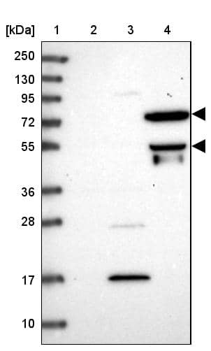 Lane 1: Marker [kDa] 250, 130, 95, 72, 55, 36, 28, 17, 10Lane 2: Human cell line RT-4Lane 3: Human cell line U-251MG spLane 4: Human plasma (IgG/HSA depleted)