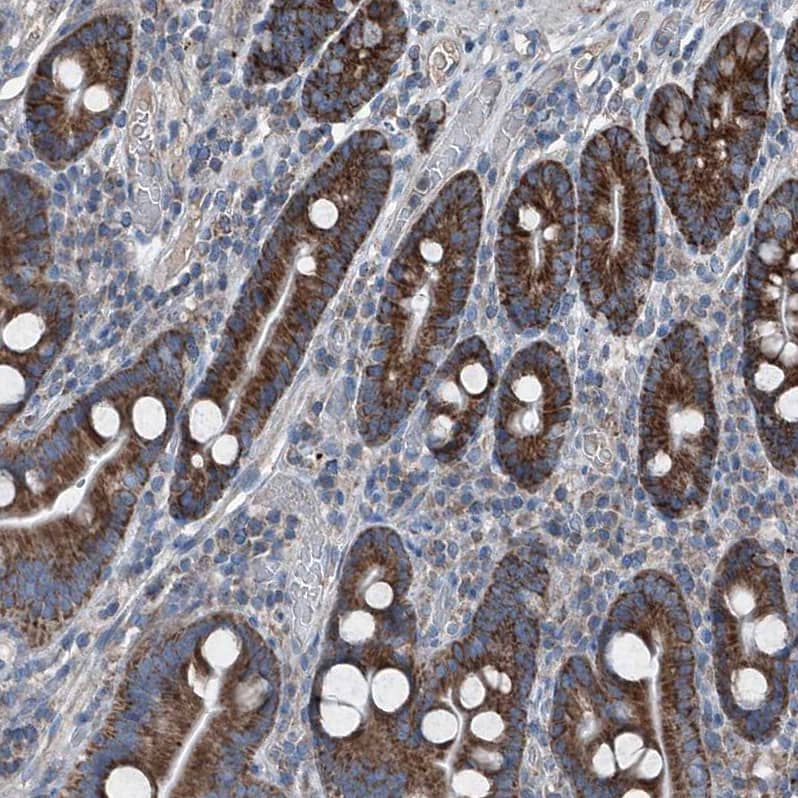 Staining of human duodenum shows strong cytoplasmic positivity in glandular cells.