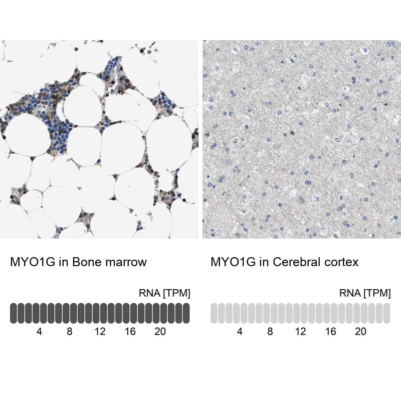 Analysis in human bone marrow and cerebral cortex tissues using Anti-MYO1G antibody. Corresponding MYO1G RNA-seq data are presented for the same tissues.
